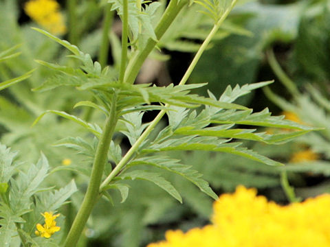 Hugueninia tanacetifolia