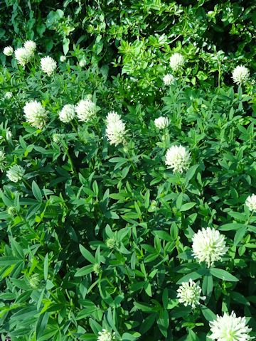 Trifolium pannonicum