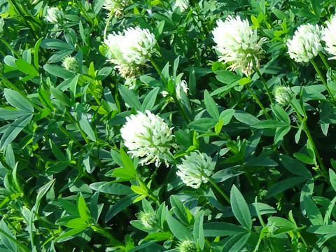 Trifolium pannonicum