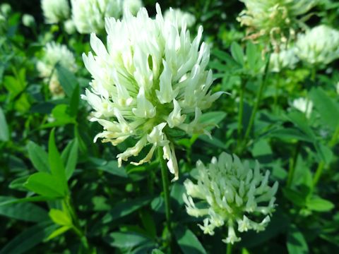 Trifolium pannonicum