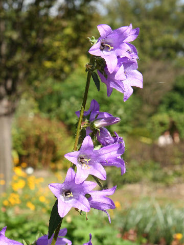 Campanula grossekii