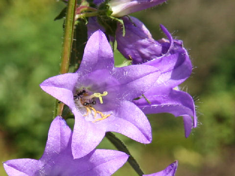 Campanula grossekii