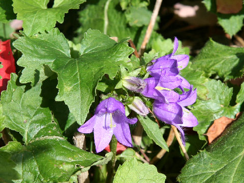 Campanula grossekii