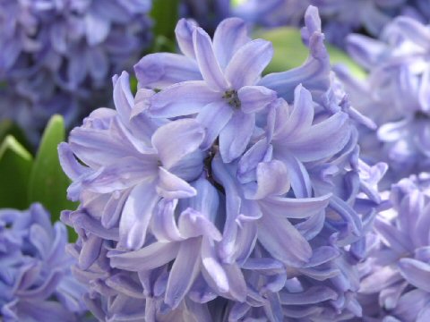 Hyacinthus orientalis