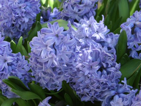 Hyacinthus orientalis