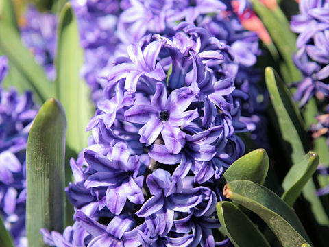 Hyacinthus orientalis