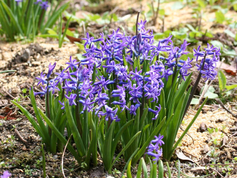 Hyacinthus orientalis