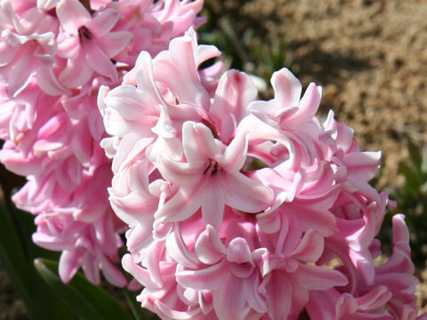 Hyacinthus orientalis