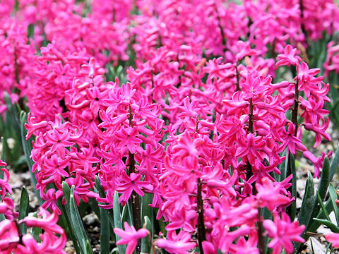 Hyacinthus orientalis