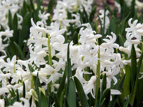 Hyacinthus orientalis