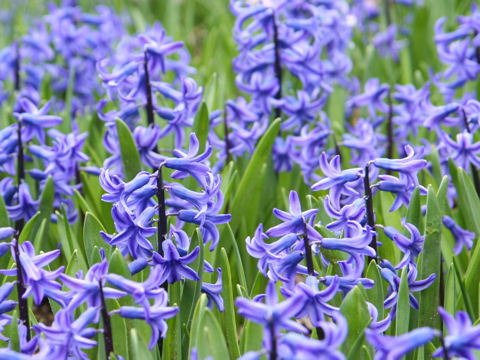 Hyacinthus orientalis