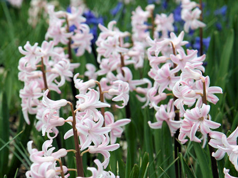 Hyacinthus orientalis