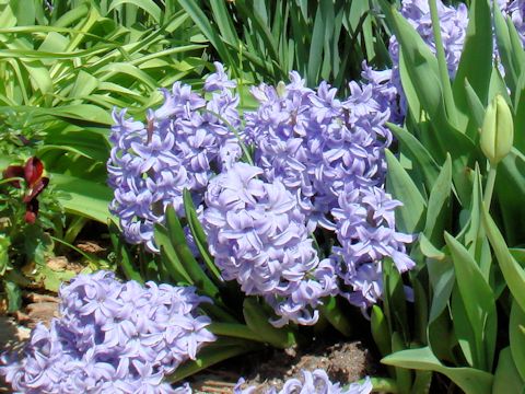 Hyacinthus orientalis cv. Anna Marie