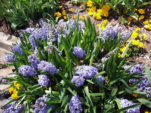 Hyacinthus orientalis