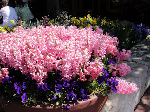 Hyacinthus orientalis