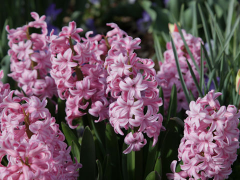 Hyacinthus orientalis