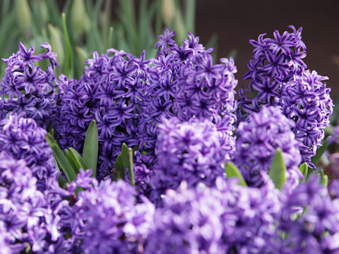 Hyacinthus orientalis