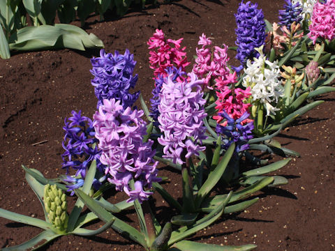 Hyacinthus orientalis