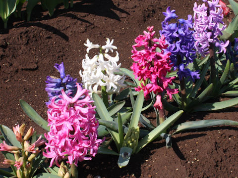 Hyacinthus orientalis