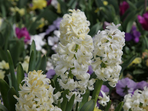 Hyacinthus orientalis