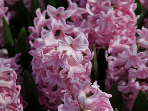 Hyacinthus orientalis