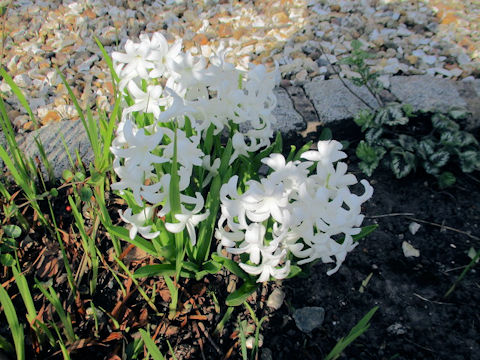 Hyacinthus orientalis