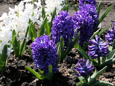 Hyacinthus orientalis cv. Blue Jacket