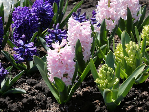 Hyacinthus orientalis cv. China Pink