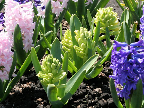 Hyacinthus orientalis cv. City of Haarlem