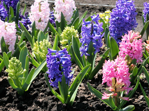 Hyacinthus orientalis cv. Delft Blue