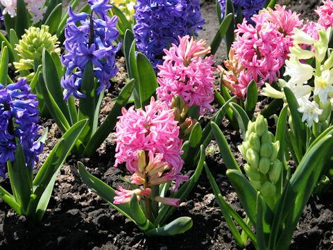 Hyacinthus orientalis cv. Pink Pearl