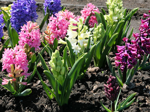 Hyacinthus orientalis cv. Snow Crystal