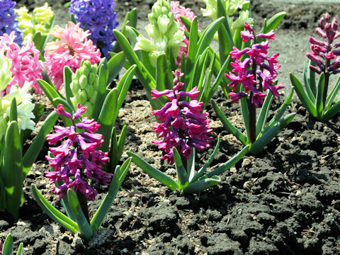 Hyacinthus orientalis cv. Woodstock