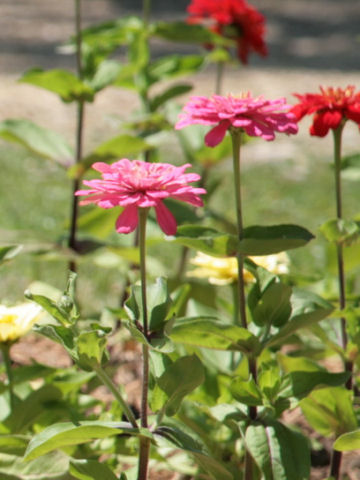 Zinnia elegans