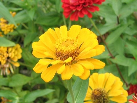 Zinnia elegans