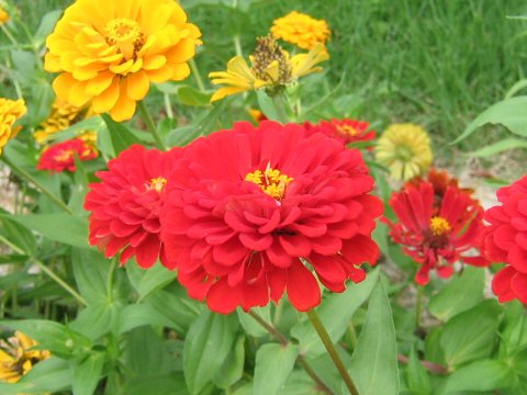 Zinnia elegans