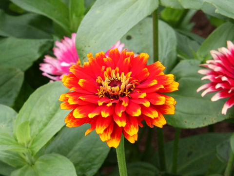 Zinnia cv. Whirligig