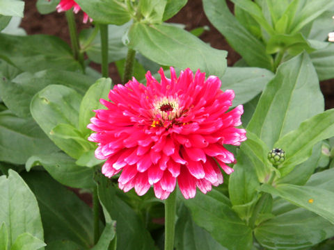 Zinnia cv. Whirligig