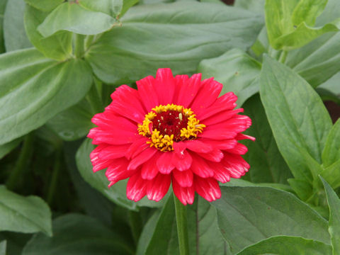 Zinnia cv. Whirligig