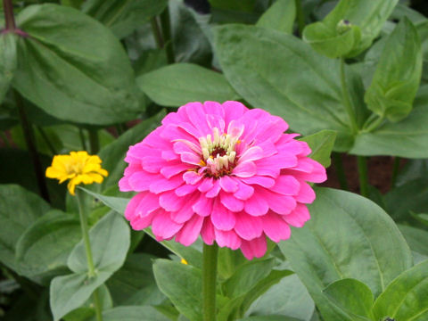 Zinnia cv. Royal Mix