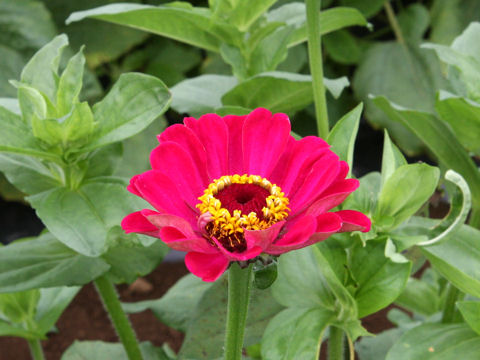 Zinnia cv. Royal MIx