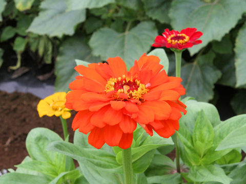 Zinnia cv. Royal Mix