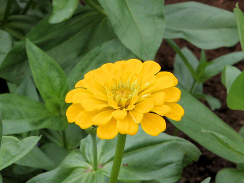 Zinnia cv. Royal Mix