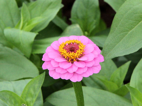 Zinnia elegans cv. Pom Pom Mix