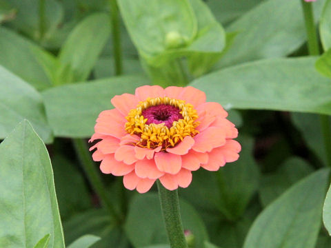 Zinnia elegans cv. Pom Pom Mix