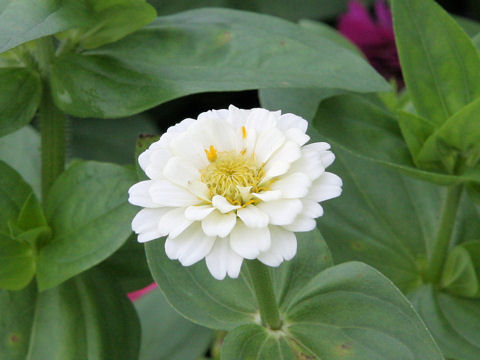 Zinnia elegans cv. Pom Pom Mix