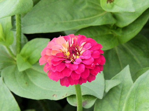 Zinnia elegans cv. Pom Pom Mix