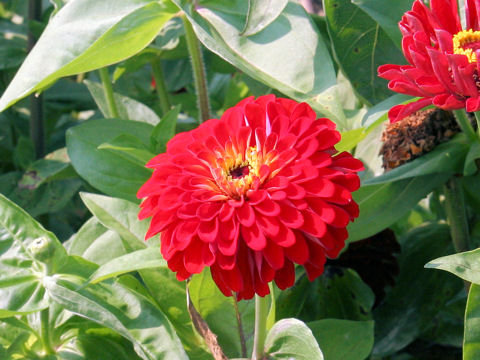 Zinnia cv. Scarlet Flame