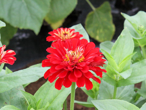 Zinnia cv. Scarlet Flame