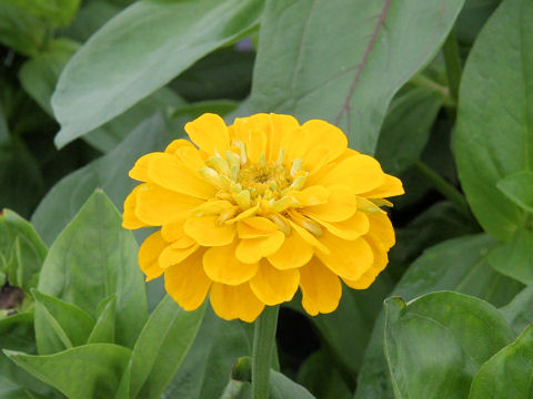 Zinnia cv. Dahlia-flowered Mix